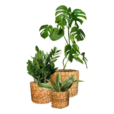 Kit com 3 cachepot de palha de taboa jogo cachepo